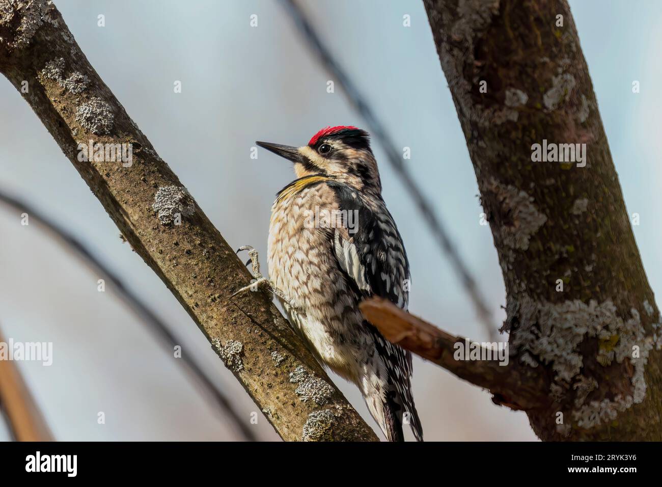 Der Gelbbbauchsapsucker (Sphyrapicus varius) Stockfoto