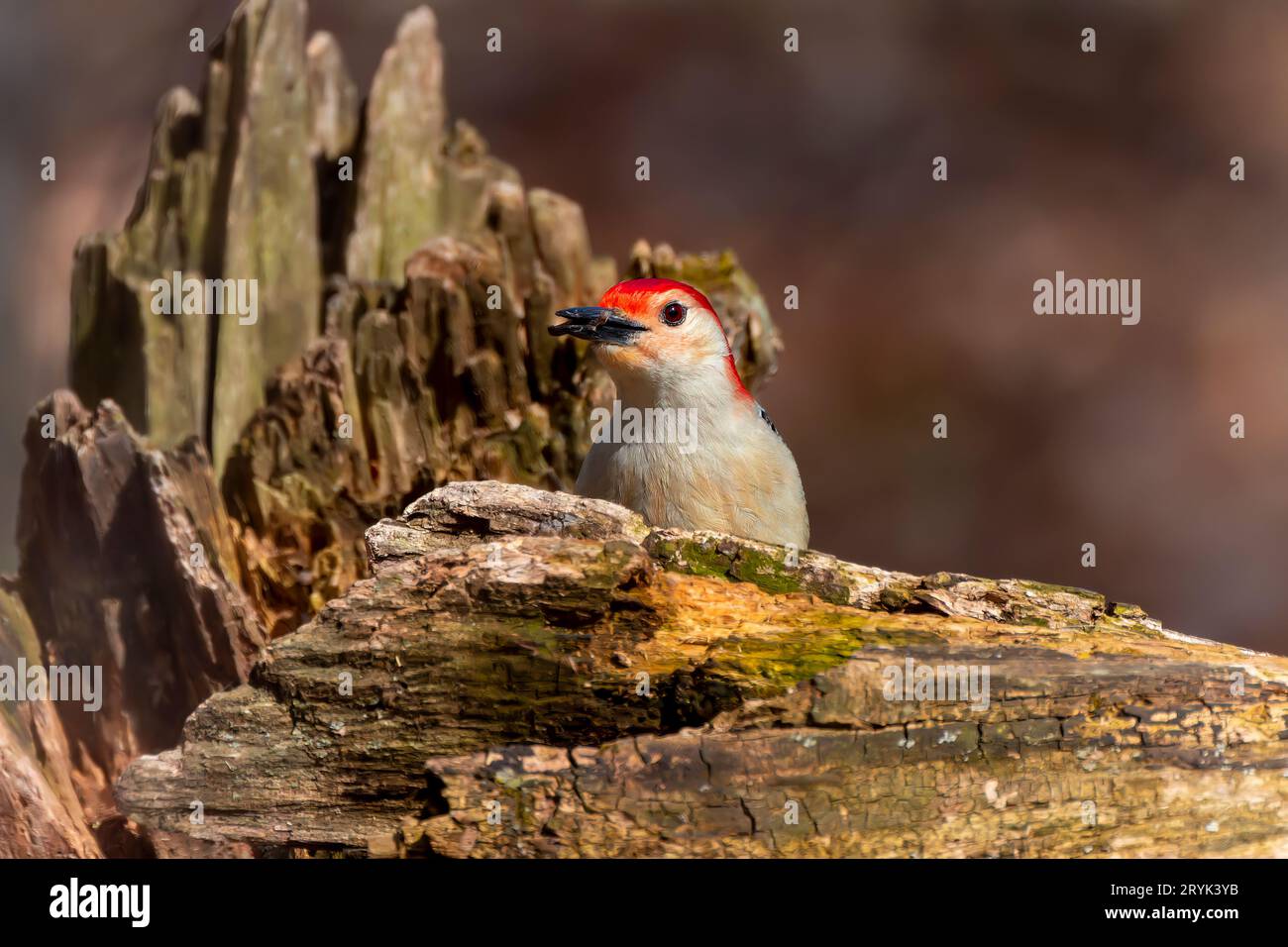 Der Rotbauchspecht (Melanerpes carolinus) Stockfoto