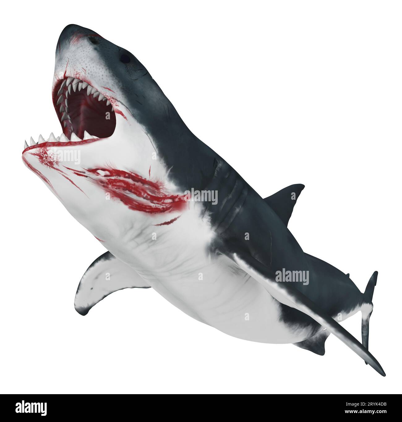 Großer weißer Hai isoliert auf weißem Hintergrund Stockfoto