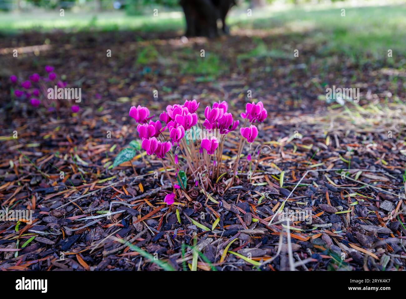 Magenta-lila Cyclamen hederifolium „Ruby Glow“ wächst und blüht im RHS Garden Wisley, Surrey, Südostengland im frühen Herbst Stockfoto