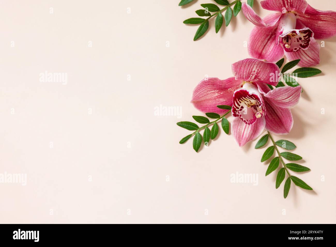 Minimaler Natur floraler Hintergrund mit Orchideen. Tropische rosa phalaenopsis Orchideen auf einem hellen pastellfarbenen Hintergrund. Flachbild-Draufsicht Stockfoto