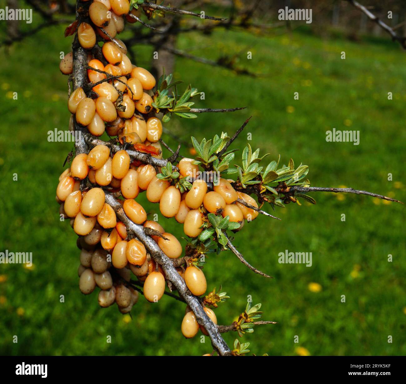 Weißdorn; gemeiner Sanddorn; Stockfoto