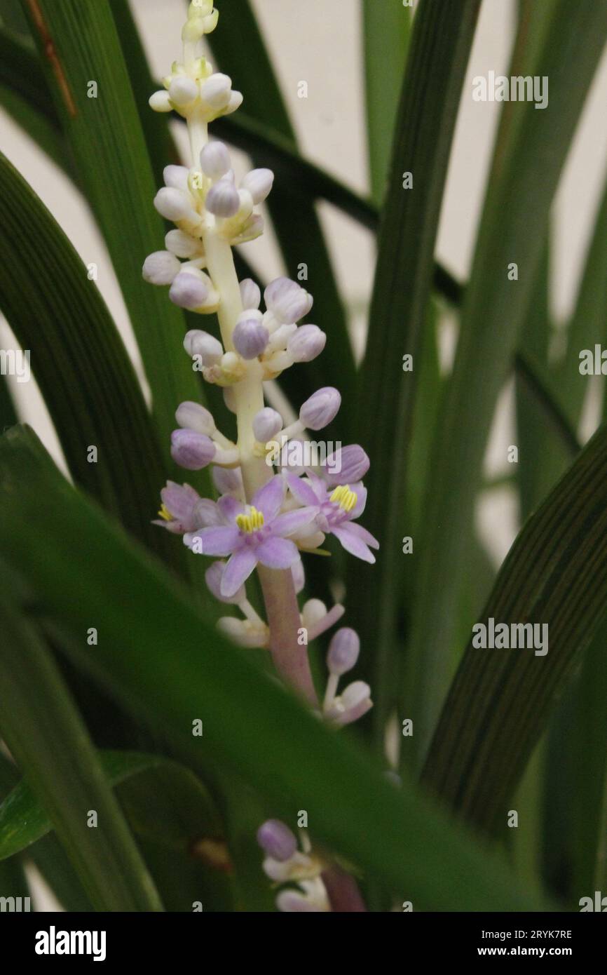 Lila Blumen blühen Stockfoto