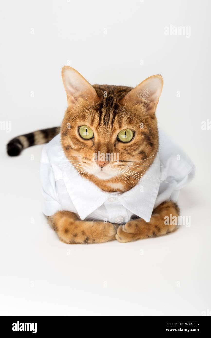 Porträt einer niedlichen Katze in einem weißen Hemd auf weißem Hintergrund. Stockfoto