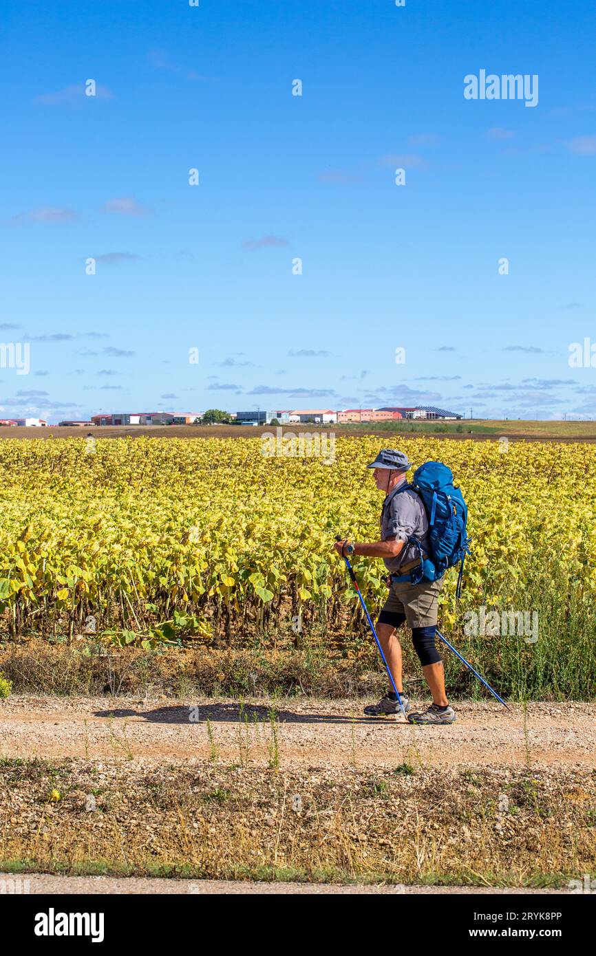 Pilger auf dem Jakobsweg der Jakobsweg führt durch die spanische Landschaft und nähert sich der Stadt Carrion vorbei an Sonnenblumen Stockfoto