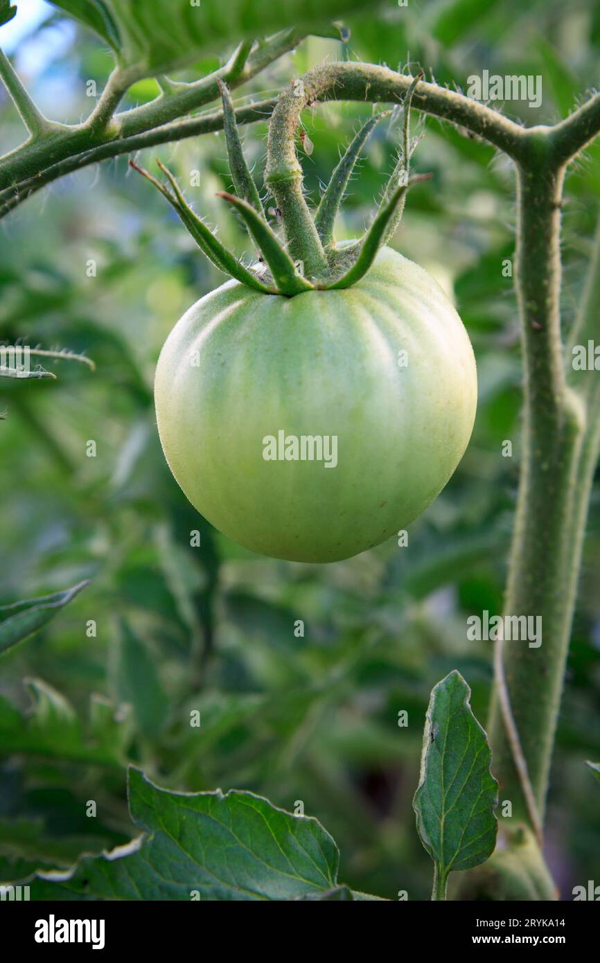 Unreife grüne Tomaten, die auf Büschen im Garten wachsen. Stockfoto