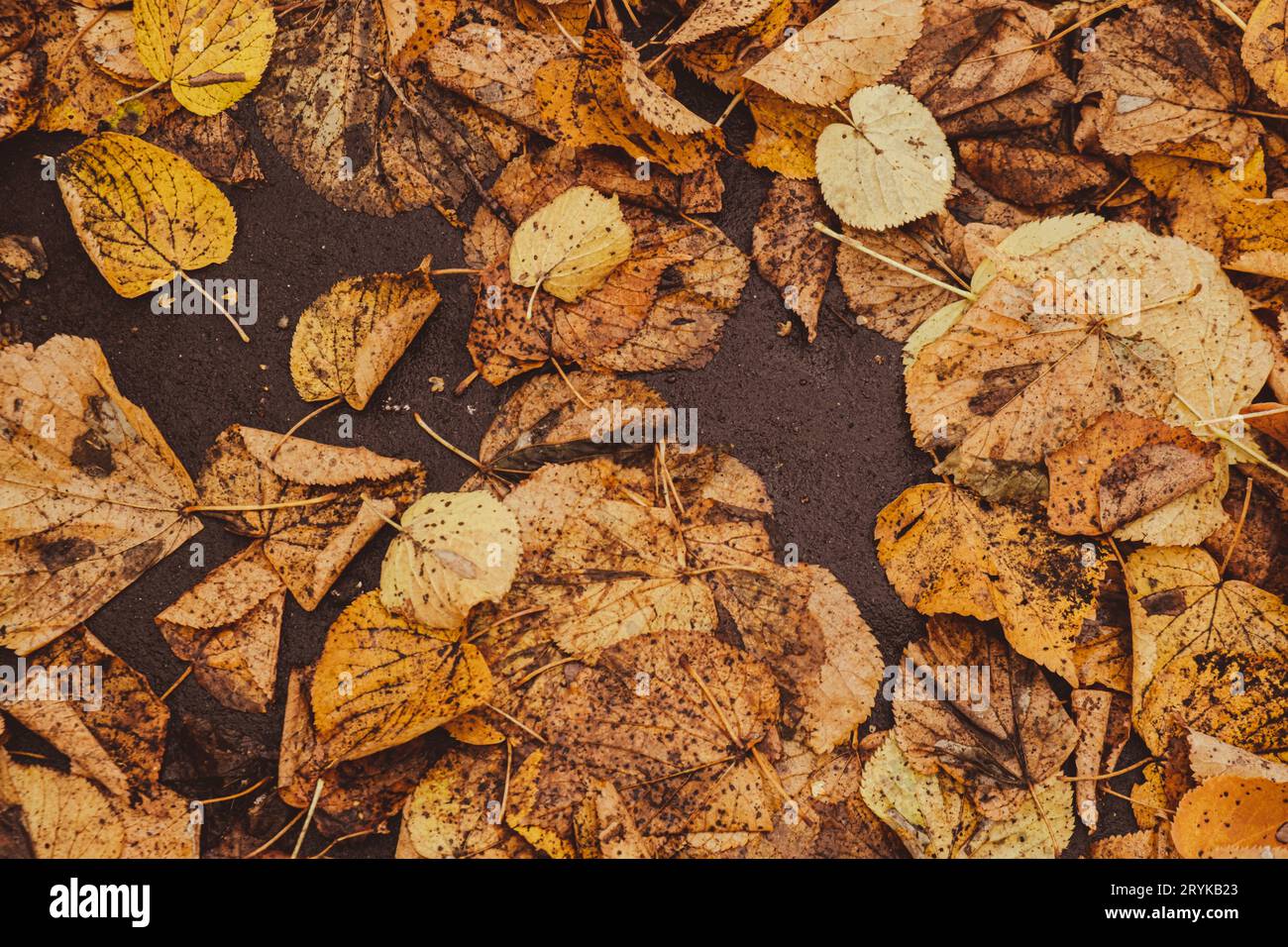 Farbenfroher herbstlicher Hintergrund mit Blättern. Blick durch das Herbstlaub im Parkwald. Goldene Baumblätter. Schön Stockfoto