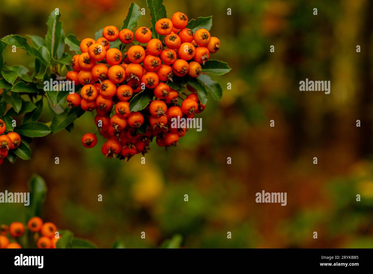 Eibenbeere. Taxus-Eibensträucher. Rote Beeren an Eibenzweigen im Garten im Herbst. Saisonale Feiertage. Natur hell herbstlich h Stockfoto