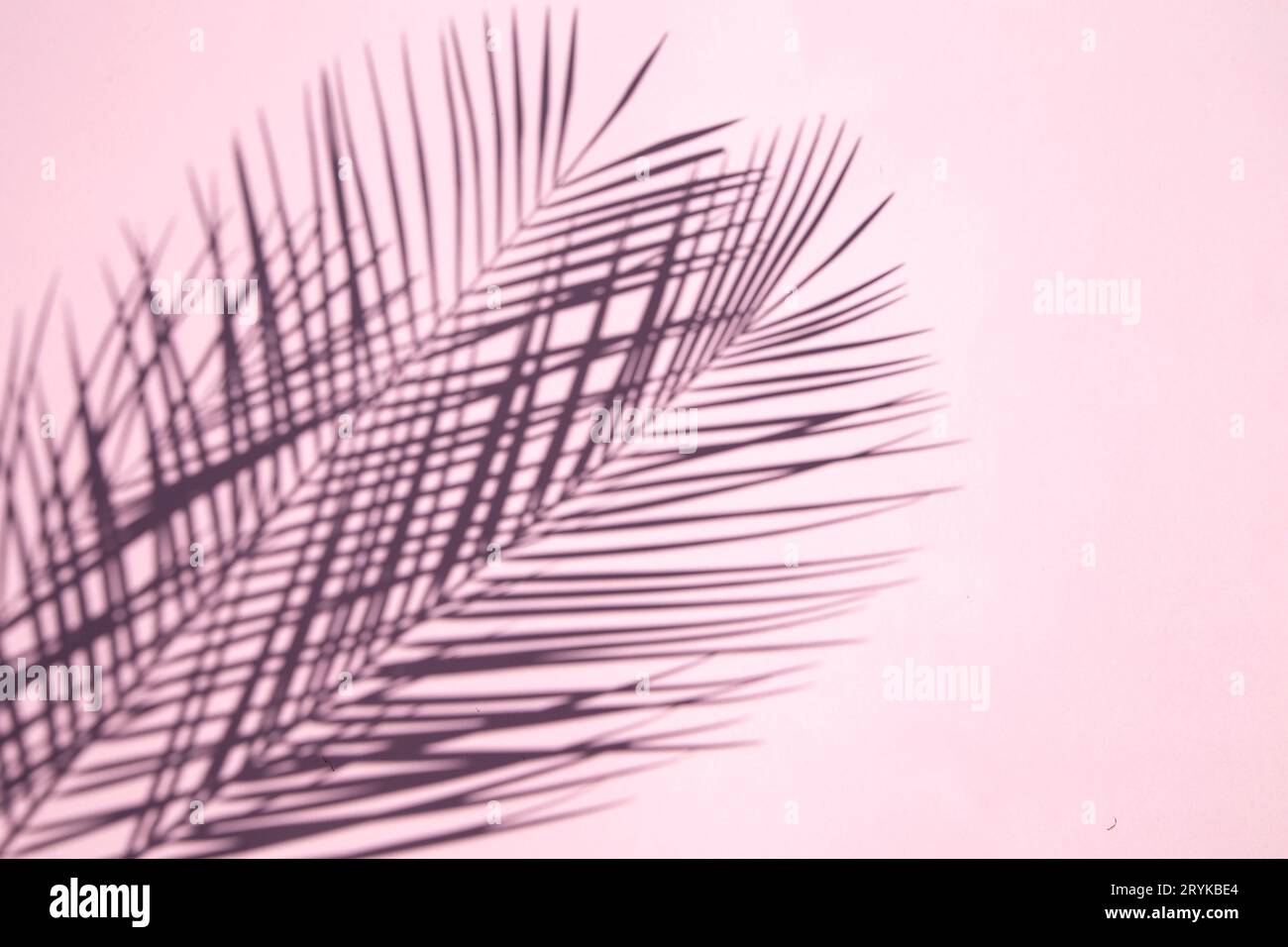 Palm Leaf-Schatten auf rosafarbenem Hintergrund Stockfoto