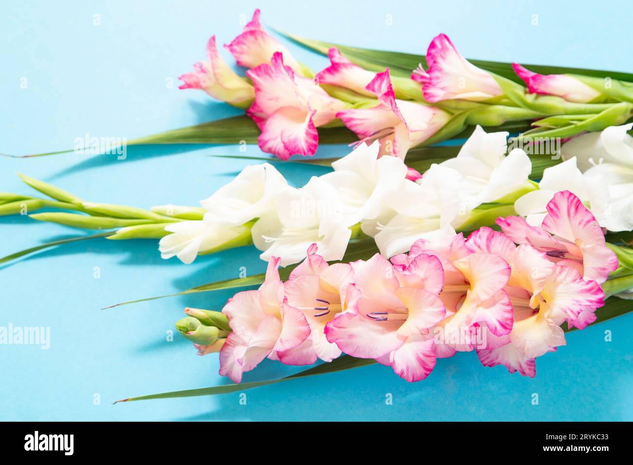 Gladiolusstrauß auf blauem Hintergrund Stockfoto