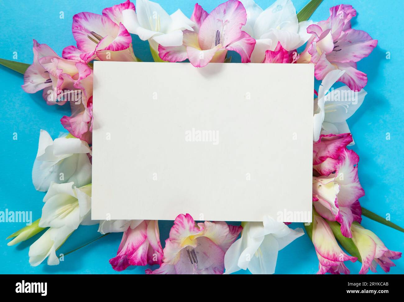 Gladiolus-Komposition mit leerer Note Stockfoto