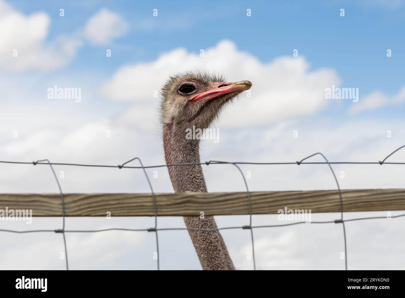 Ein riesiger brauner Strauß in Terry Bison Ranch, Wyoming Stockfoto