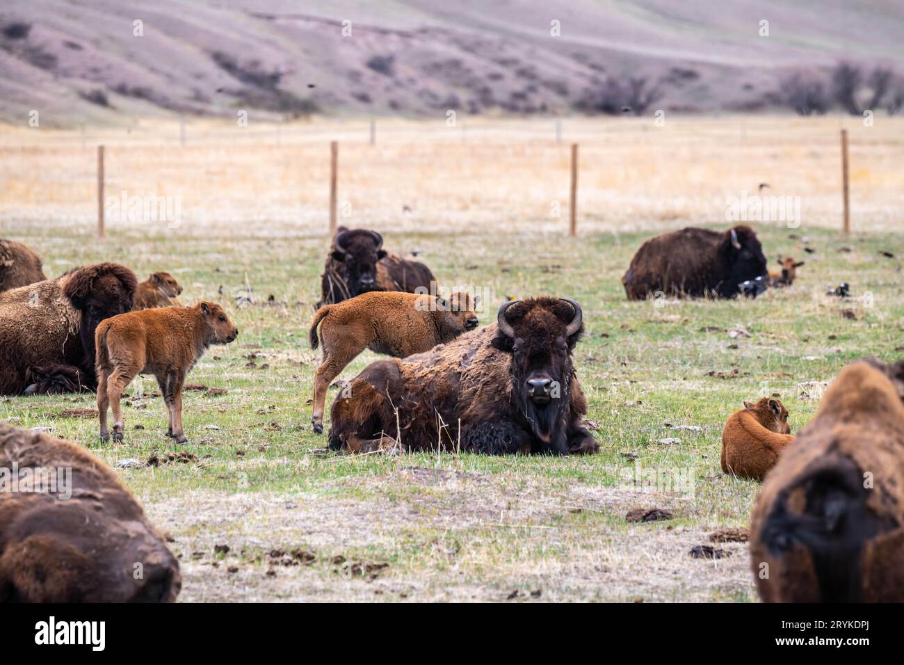 American Bison auf der Terry Bison Ranch, Wyoming Stockfoto