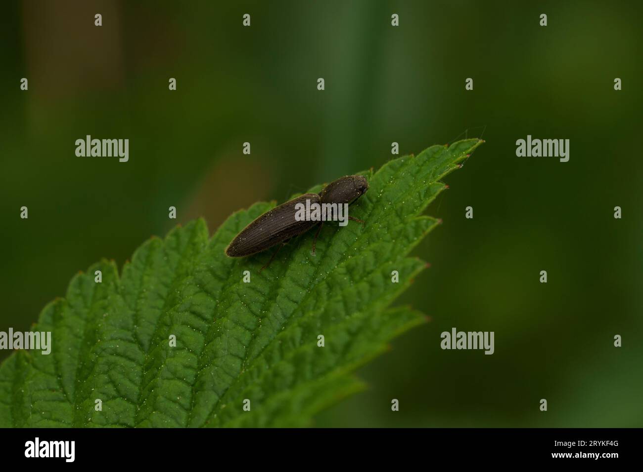 Athous haemorrhoidalis Familie Elateridae Gattung Athous Click Käfer wilde Natur Insektenfotografie, Bild, Tapete Stockfoto