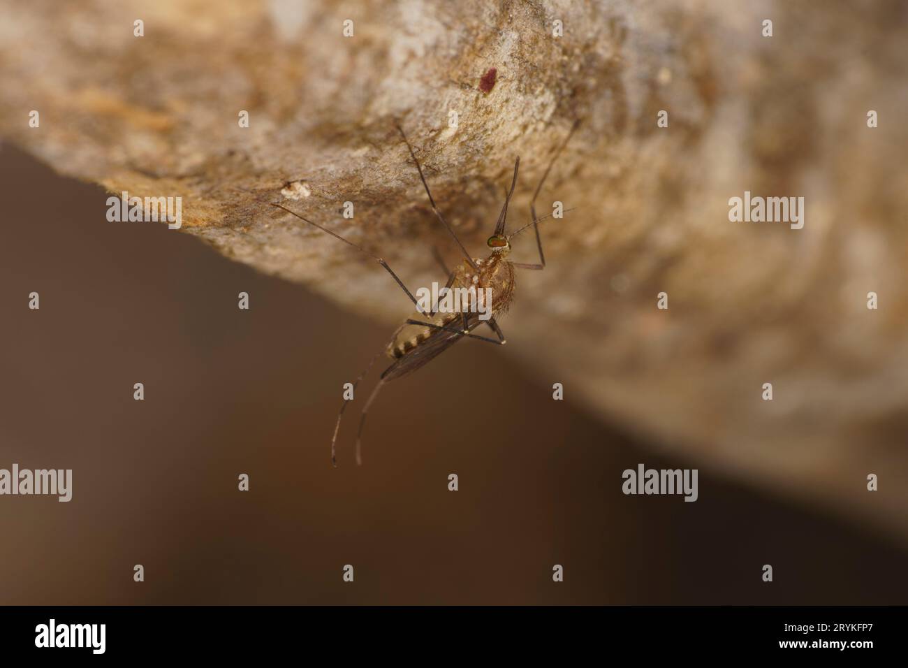 Familie Culicinae Mosquito wilde Natur Insektenfotografie, Bild, Tapete Stockfoto