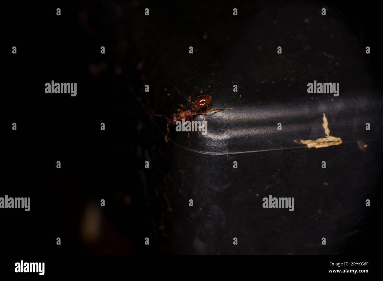 Familie Formicidae Gattung Myrmica Ameise wilde Natur Insektentapete, Bild, Fotografie Stockfoto