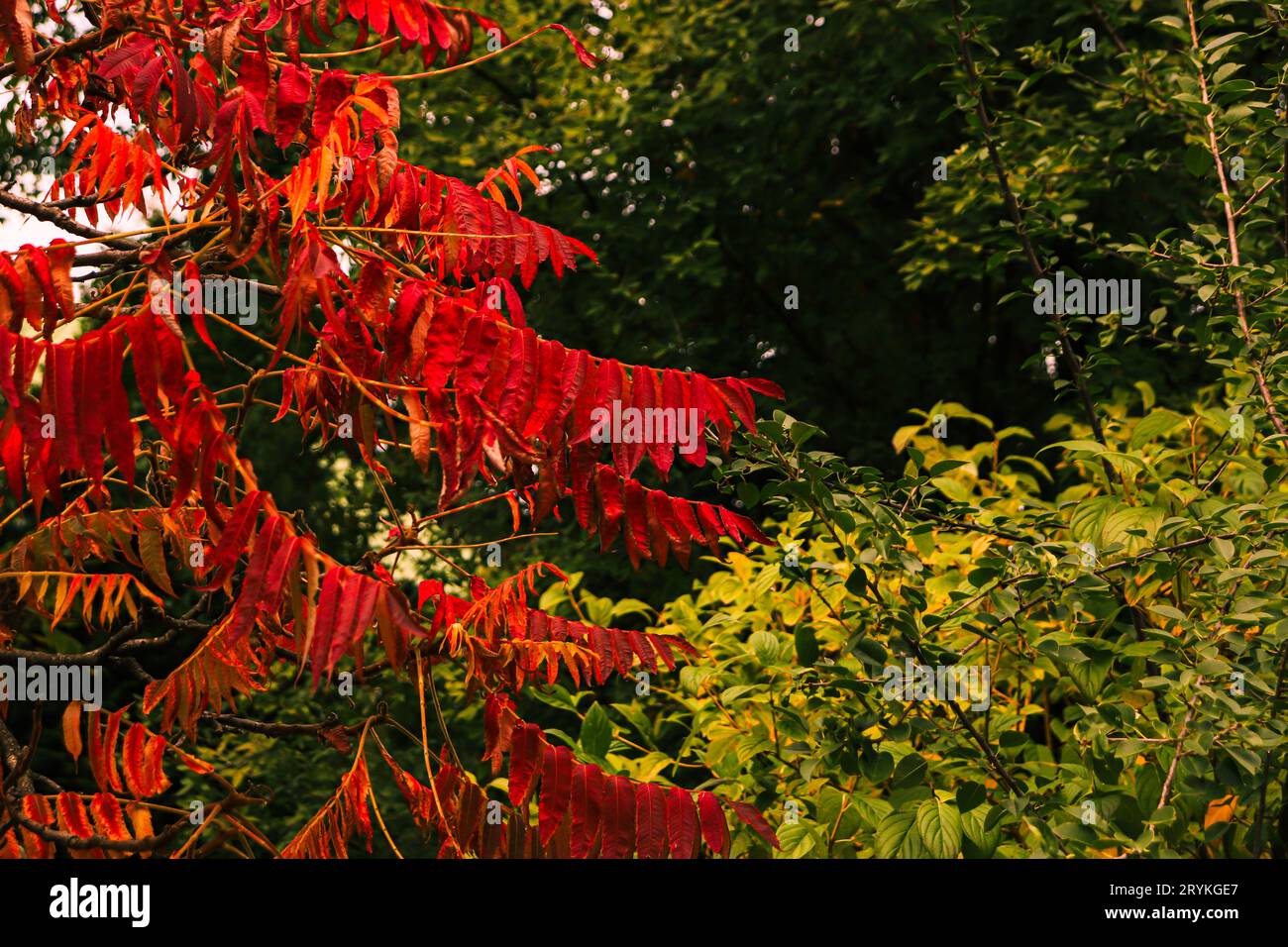 Baum mit herbstroten Blättern mit grün und gelb getönten Blättern auf den Bäumen im Hintergrund Stockfoto