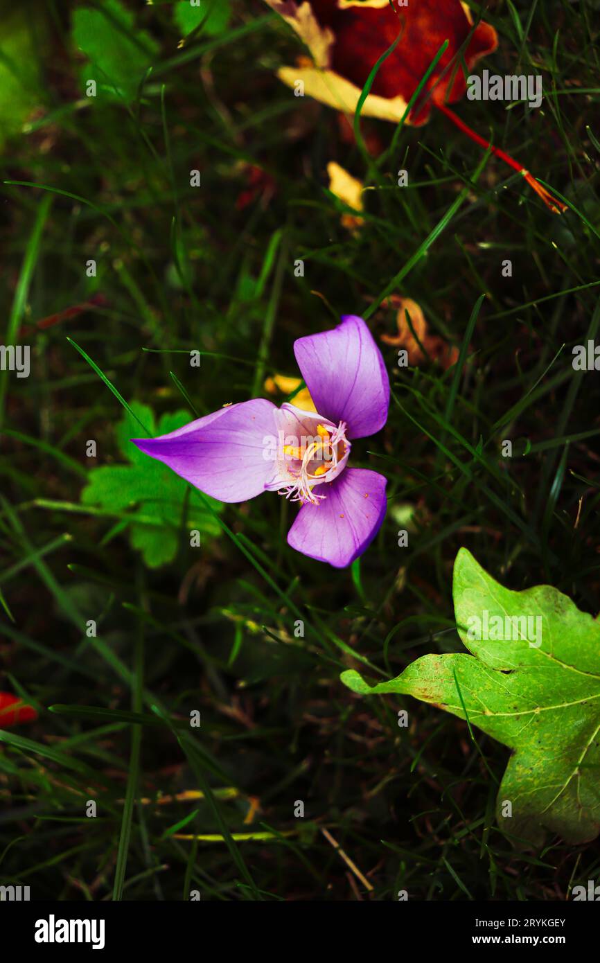 Einzelne lila Krokusblüte zwischen dem grünen Gras. Gedreht in Rumänien Stockfoto