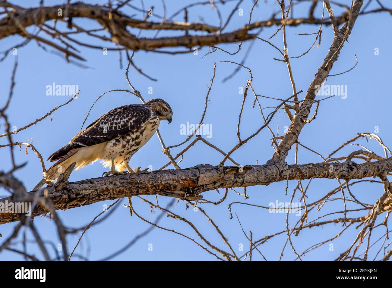 Red-Tail Hawk sitzt in einem Baum im Rocky Mountain Arsenal in Colorado Stockfoto