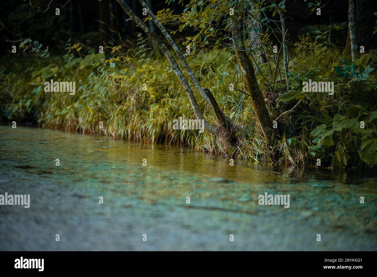 Wunderschöner Belca-Fluss, kleiner sauberer Wasserstrom im engen Tal des Belca-Flusses, Slowenien. Gras am Flussufer, langsam mäandernder Fluss und weiß Stockfoto
