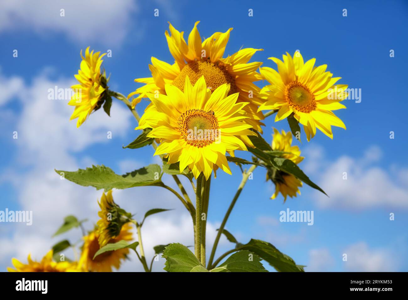 Sonnenblumen am Himmel an einem sonnigen Tag, selektiver Fokus. Stockfoto