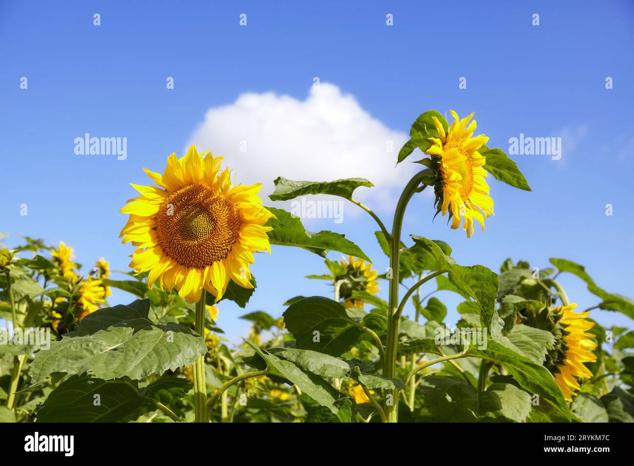 Sonnenblumen am Himmel an einem sonnigen Tag, selektiver Fokus. Stockfoto