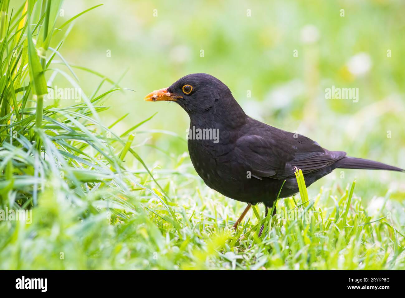 Blackbird auf einer Wiese Stockfoto