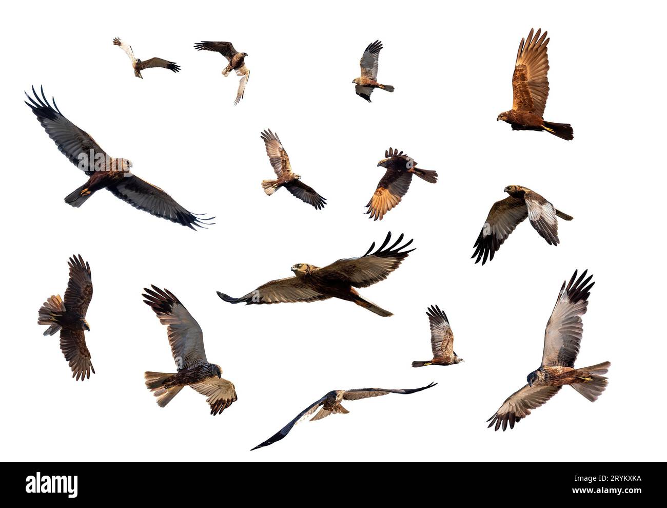 Marsh Harrier, Greifvögel, Europa Wildtiere isoliert auf weiß Stockfoto