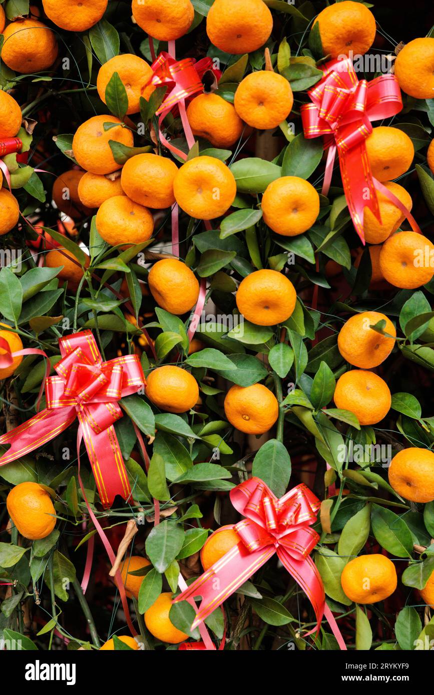 Mandarin Tree - Chinesisches Neujahr 2023 am Eingang des Buddha Toothe Relic Temple in Singapur Stockfoto