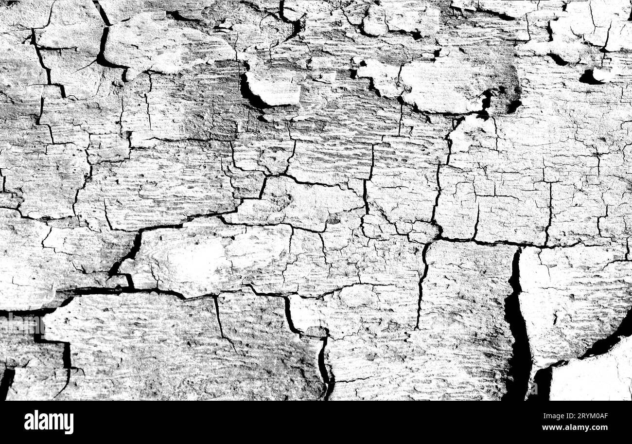 Schwarz-weißer Grunge-Hintergrund. Abstrakte Textur von Altholz mit Rissfarben. Stockfoto