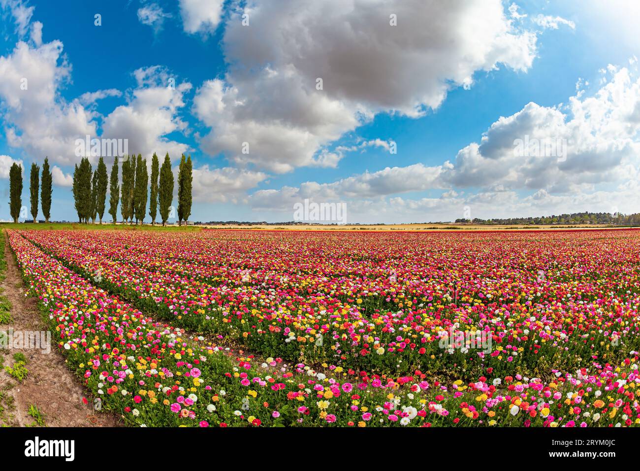Hellweiße Wolken. Stockfoto
