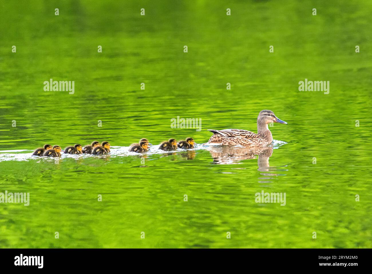 Enten folgen mir, süße Entenkinder folgen Mutter Stockfoto