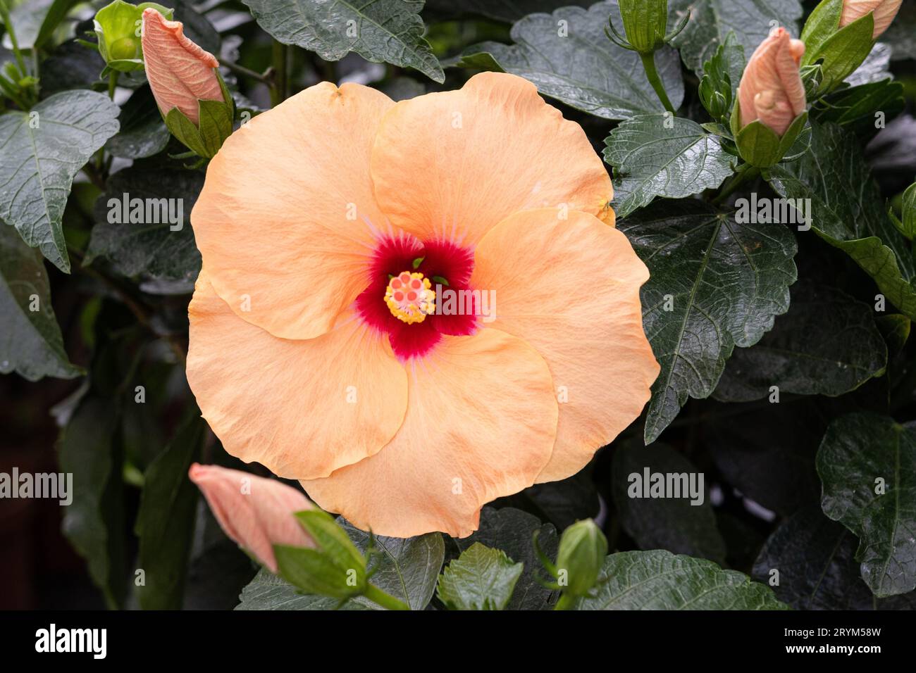 Schöne orange Farbe Hibiscus Rosa Sinensis Blume. Hibiscus rosa-sinensis L Stockfoto