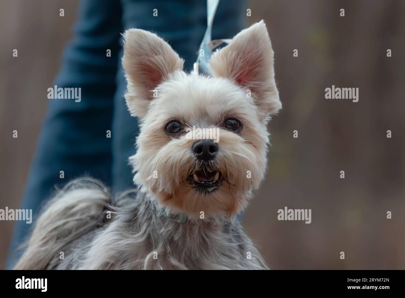 Der Yorkshire Terrier. Stockfoto