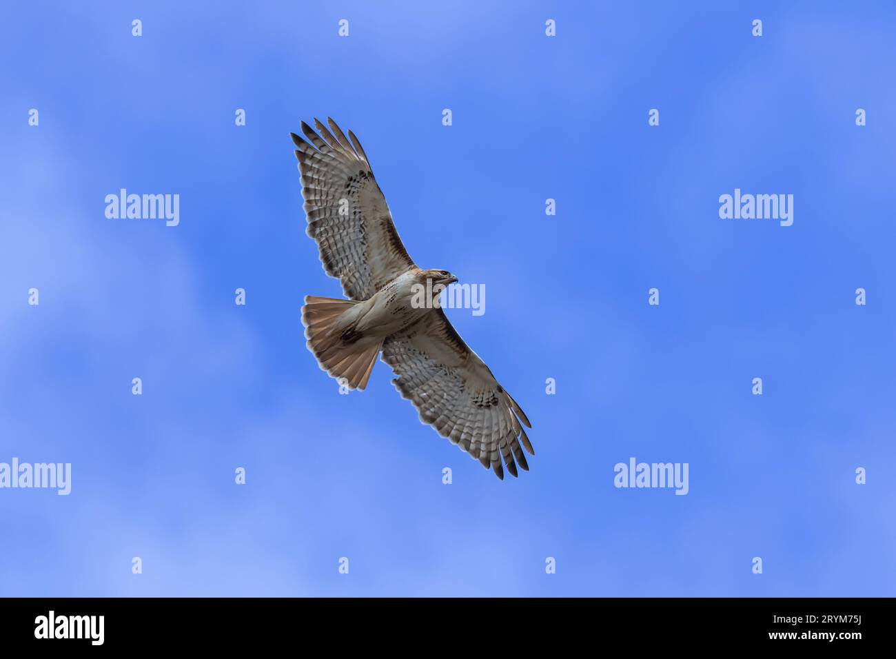 Rot - angebundener Falke (Buteo Jamaicensis) im Flug Stockfoto