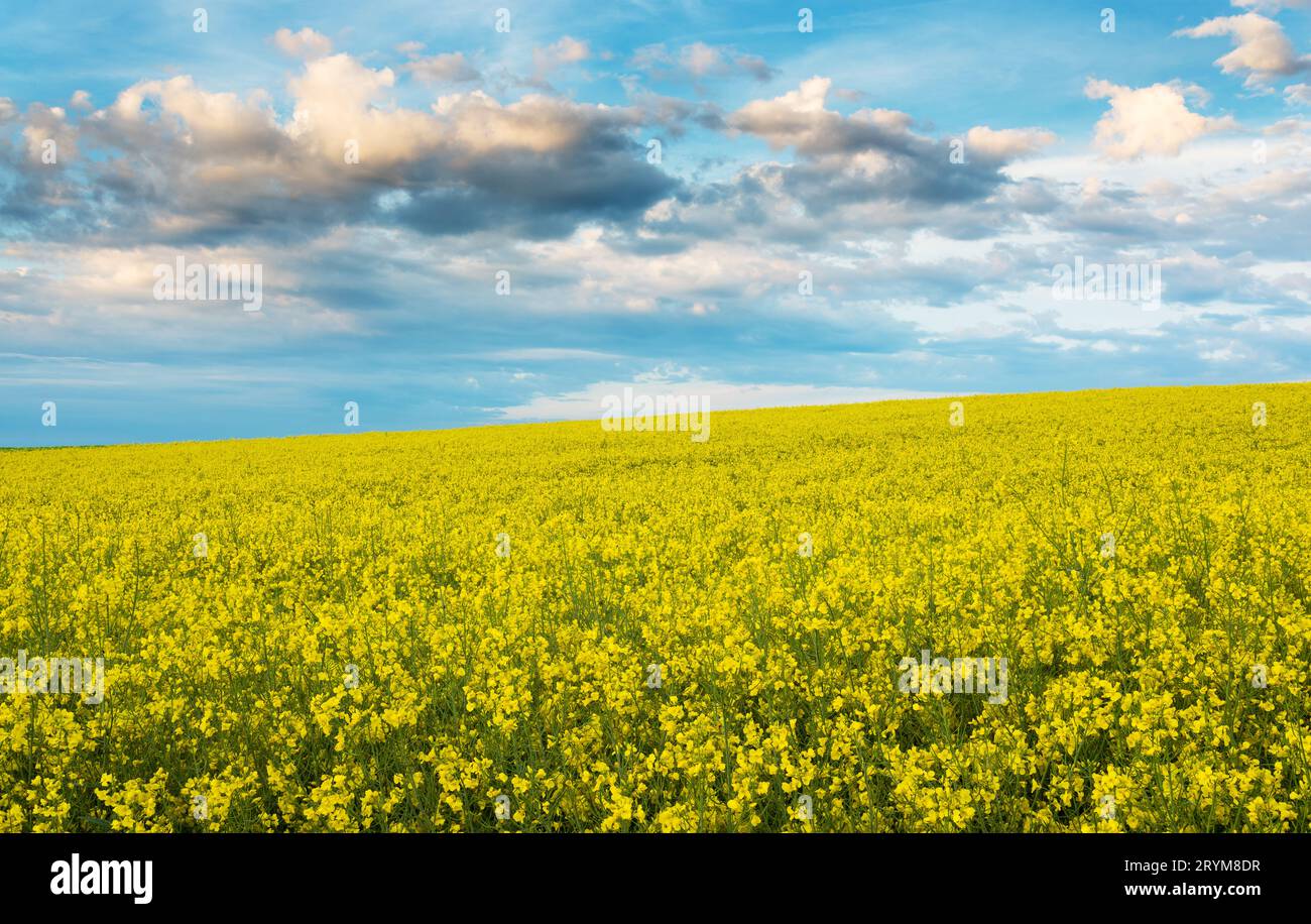 Goldenes Feld blühender Rapssaat mit schönen Wolken am Himmel - brassica napus - Pflanze für grüne Energie und Ölindustrie Stockfoto