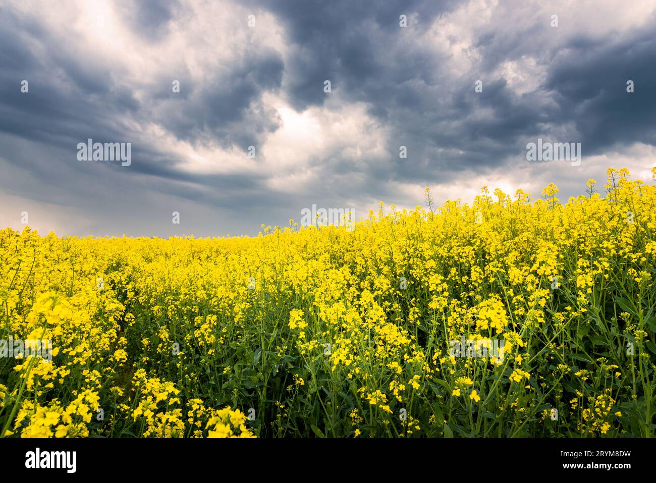 Rapsfeld mit dunklen Wolken im Frühjahr Stockfoto