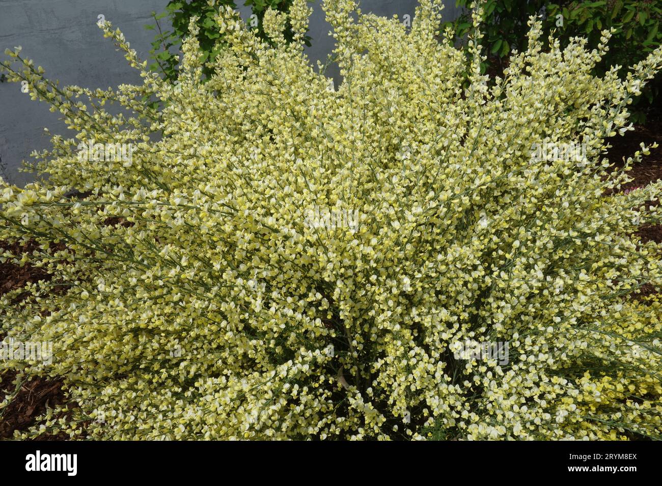 Cytisus x praecox, gemeiner Besen Stockfoto