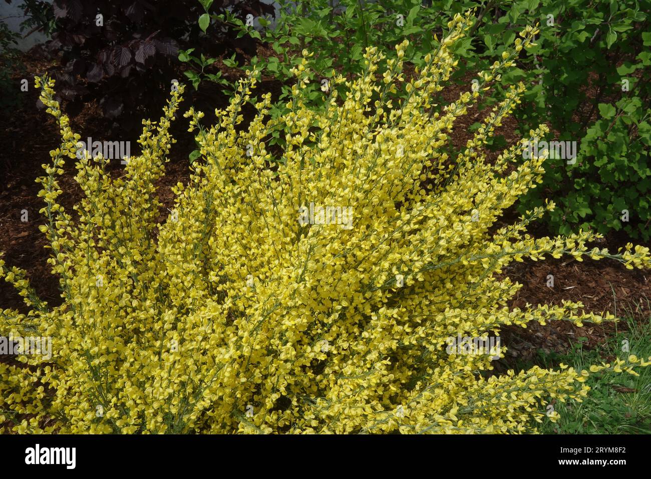 Cytisus x praecox, gemeiner Besen Stockfoto