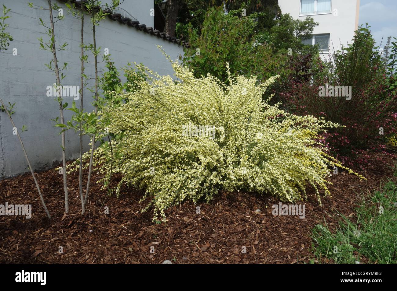 Cytisus x praecox, gemeiner Besen Stockfoto