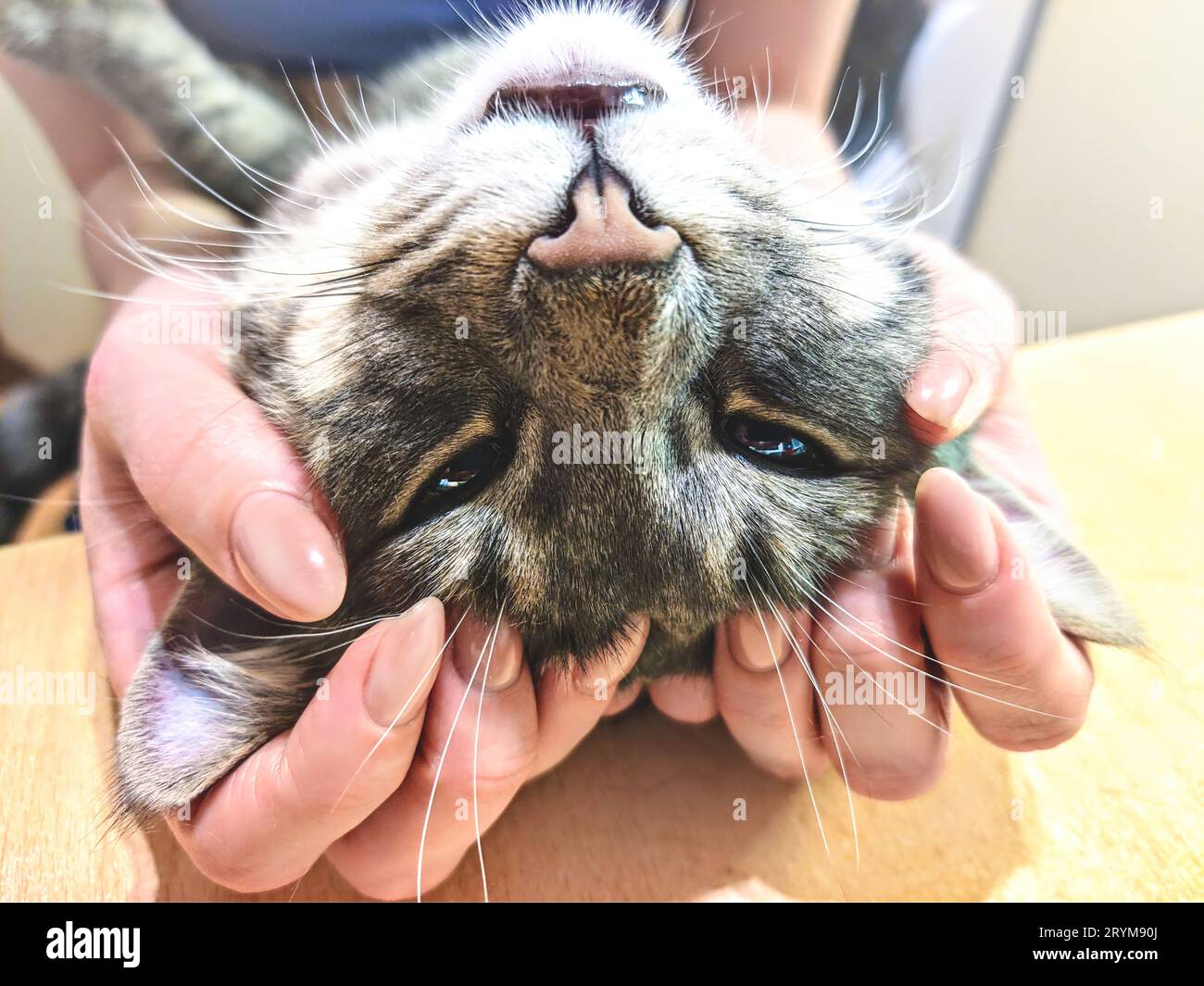 Frau streichelt ihre hübsche flauschige Katze. Haustiere, Freundschaft, Vertrauen, Liebe, Lifestyle Konzept. Freund des Menschen. Tierliebhaber. Stockfoto