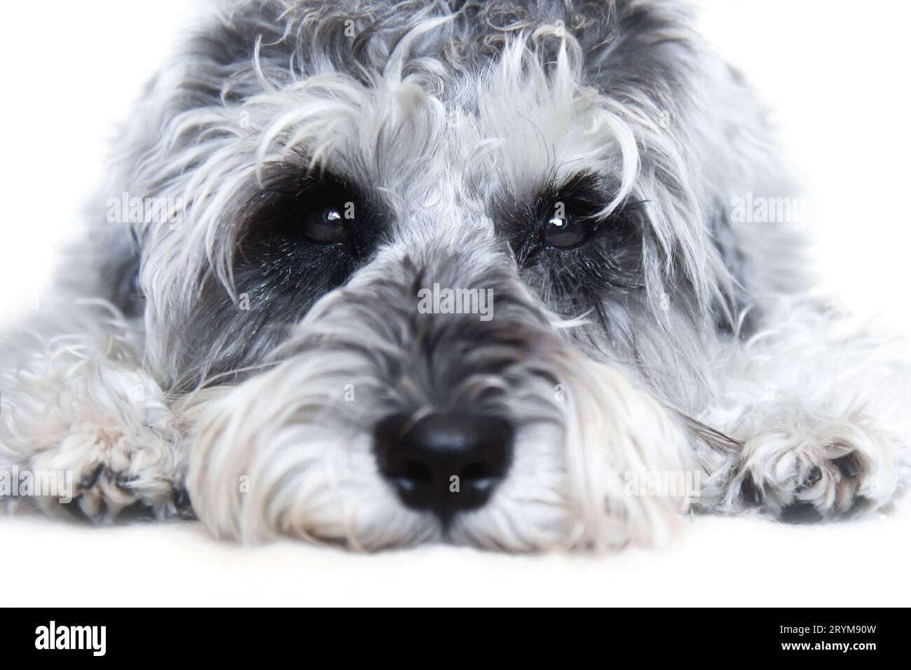 Kleiner schwarz-weißer Miniatur-Schnauzer-Hund mit lustigem Gesicht, der die Kamera auf weißem Hintergrund betrachtet Stockfoto