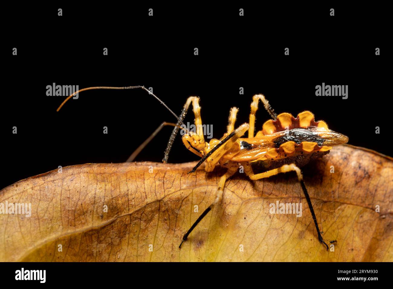 Assassinen-Insekten, Reduviidae sp., Analamazaotra Nationalpark, Madagaskar Tierwelt Stockfoto