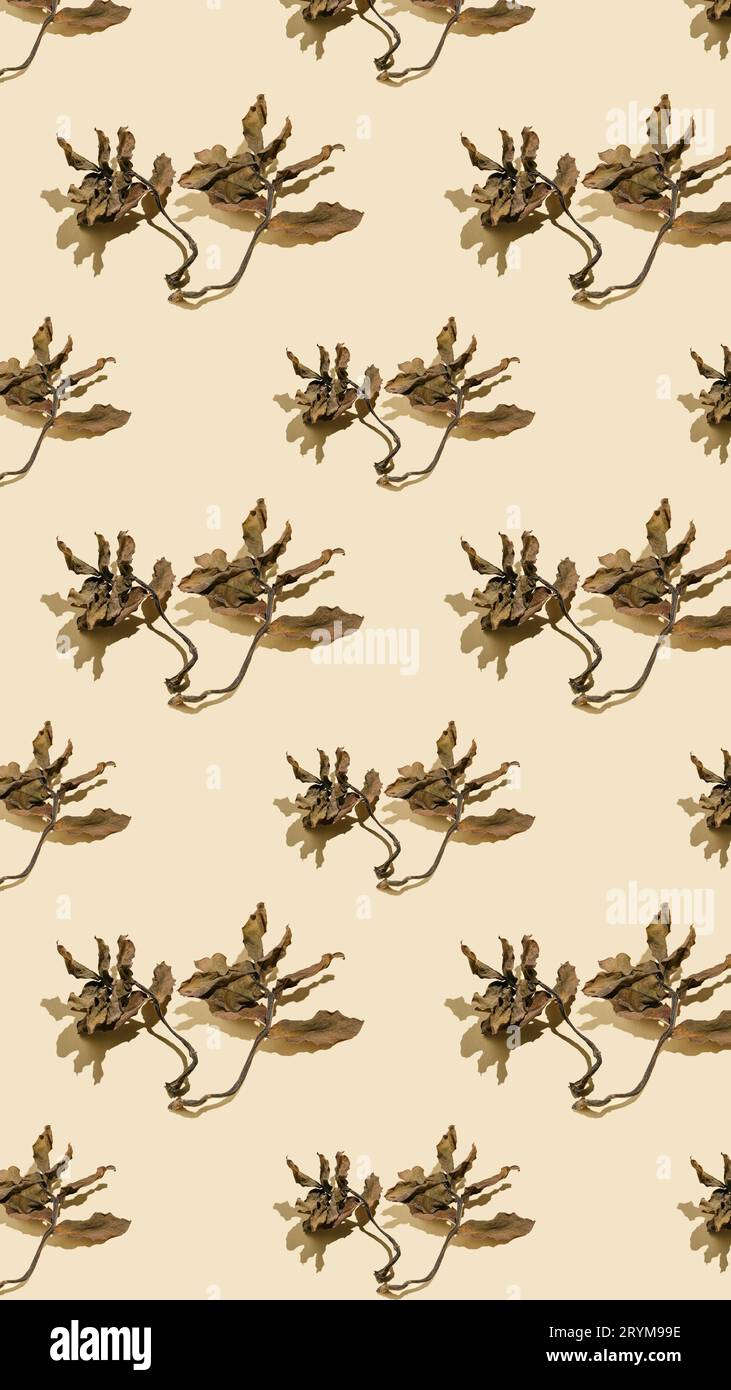 Getrocknete Blätter auf beigefarbenem Hintergrund. Herbst Hintergrund. Stockfoto