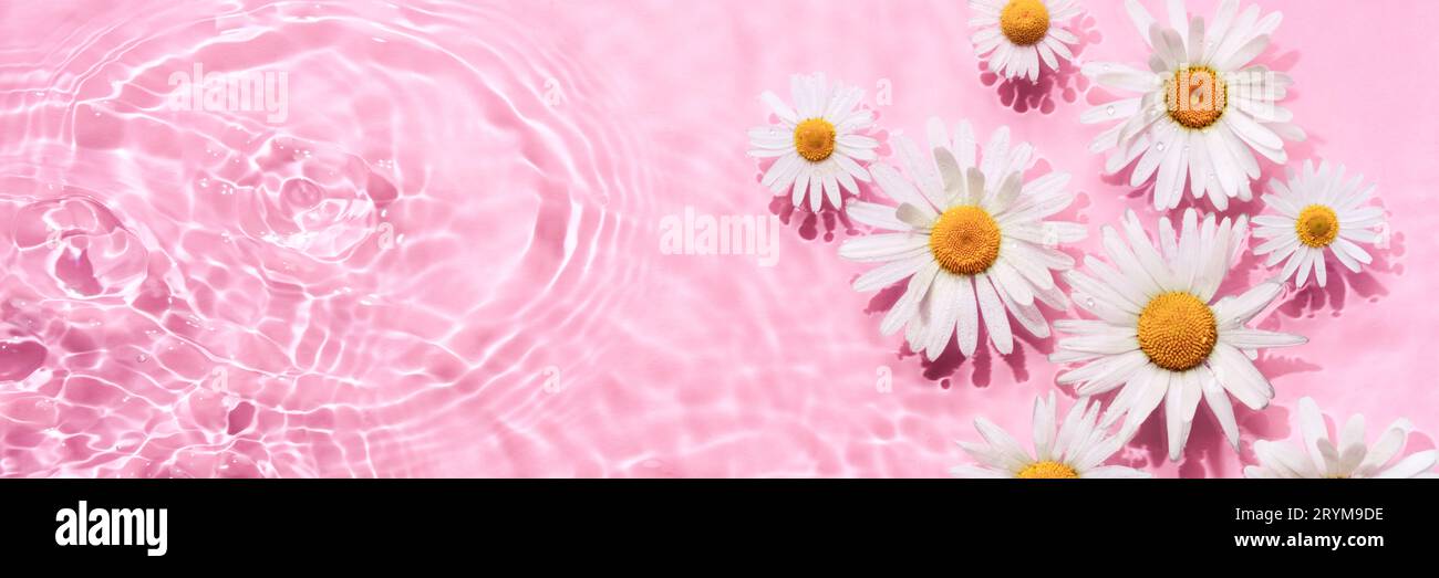 Kamillenblüten in rosa Wasserbanner mit konzentrischen Kreisen und Wellen. Spa-Konzept für natürliche Schönheit, Kopierbereich Stockfoto