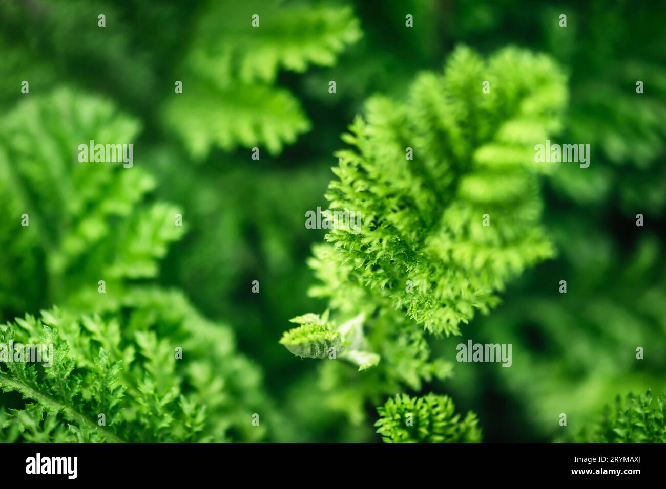 Schöne sezierte Blätter grünes Laub. Natürlicher einfarbiger, floraler Hintergrund, selektiver Fokus Stockfoto