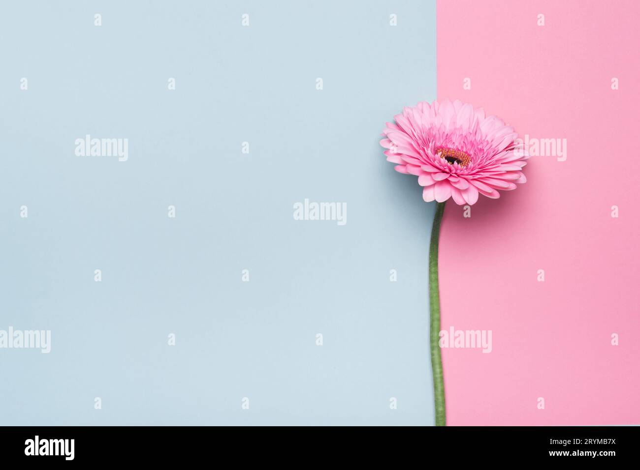 Elegante Gerbera-Blume auf minimalem geometrischem Papierhintergrund. Grußkarte zum Muttertag oder zum Geburtstag Stockfoto