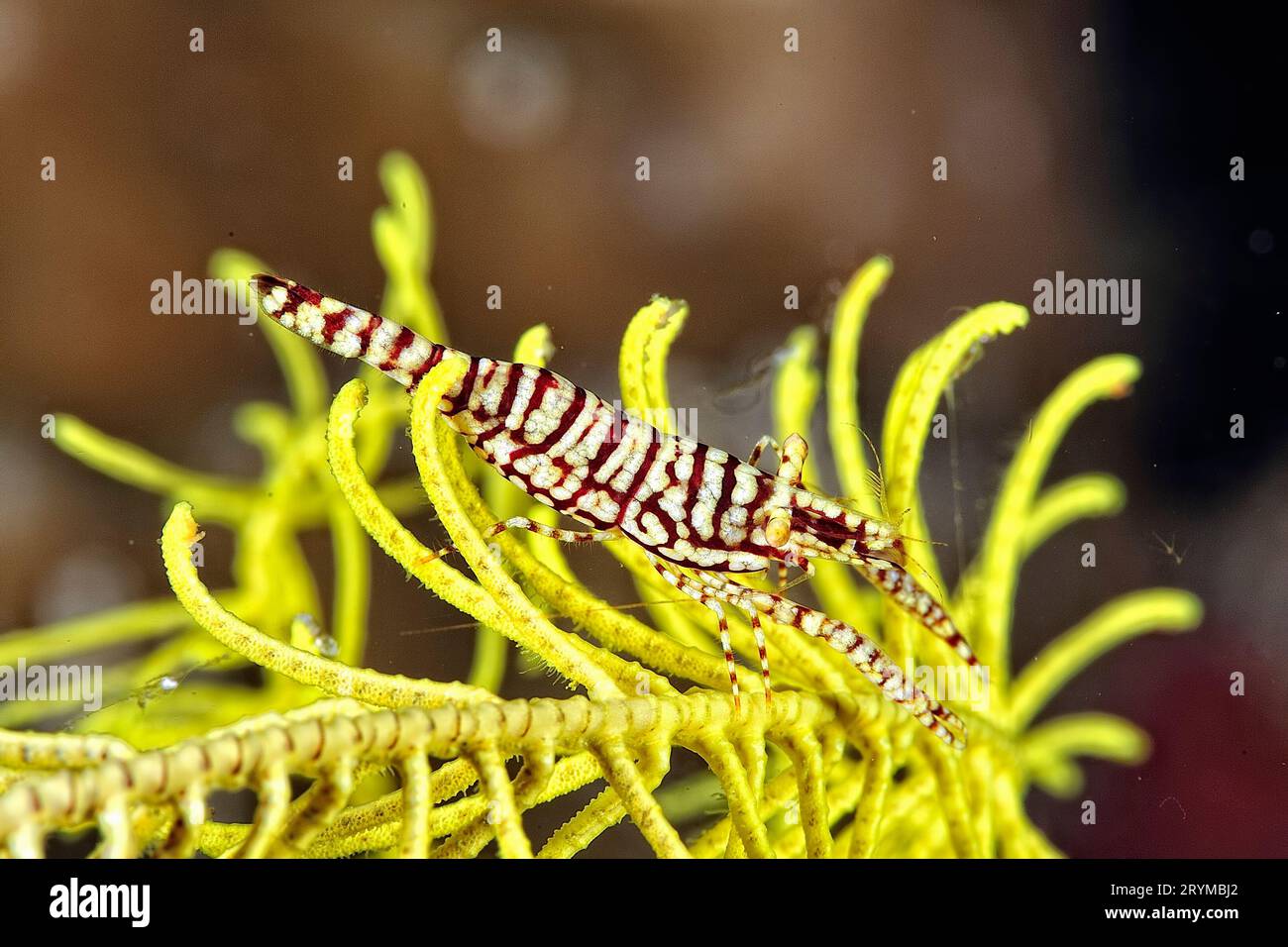 Ein Bild von einer Feder-Star-Garnele Stockfoto