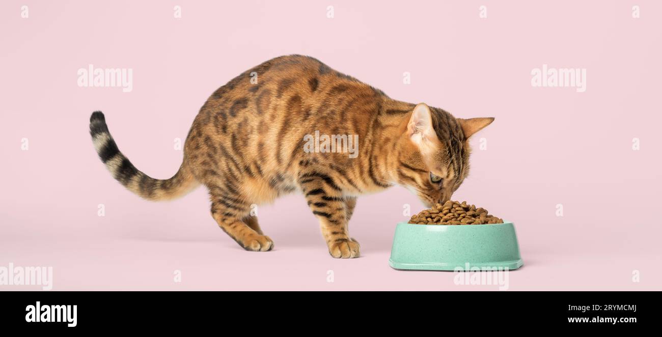 Hungrige Katze isst Trockenfutter aus einer Schüssel. Stockfoto