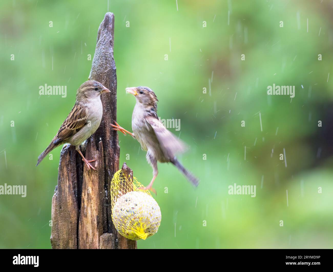 Haus Sparrow kämpft an einem Saatgutzufuhrplatz Stockfoto